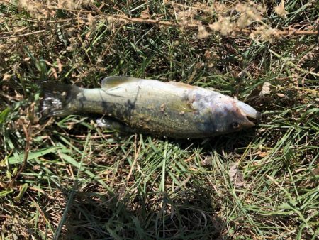 小バスのあたりのみ