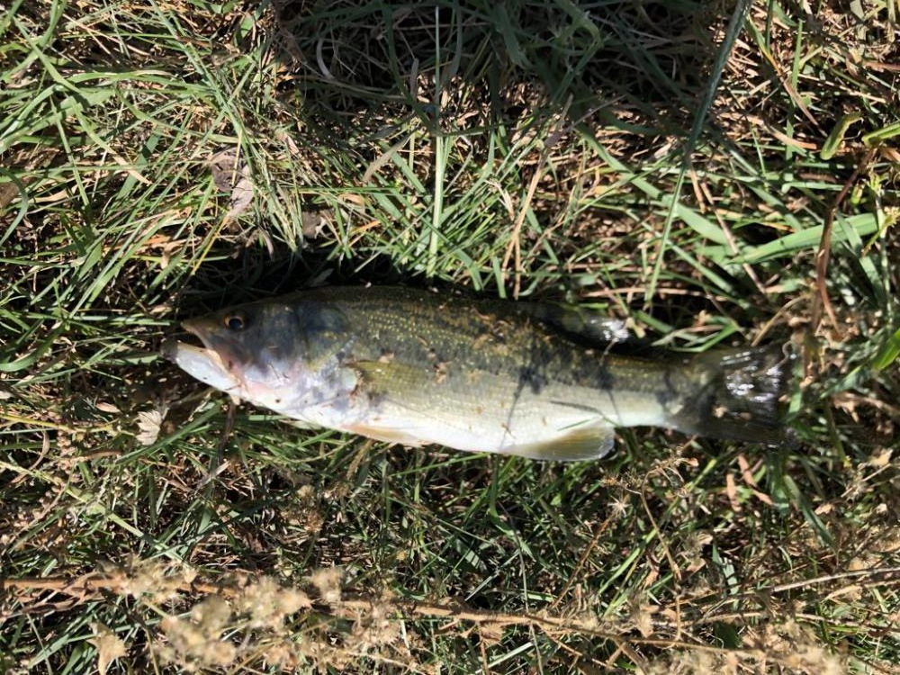 小バスのあたりのみ