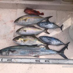 10/24 伊島沖ジギング