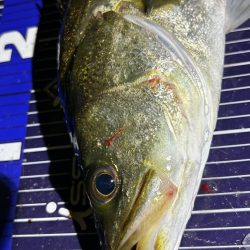 待ち伏せタイプ