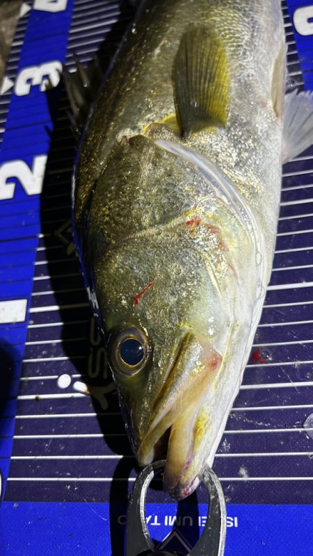 待ち伏せタイプ