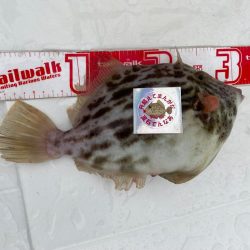 船で尺ハゲゲット！