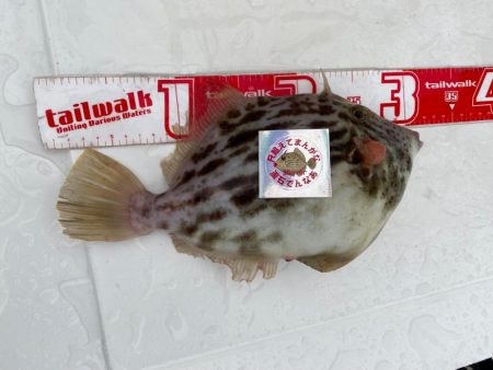 船で尺ハゲゲット！