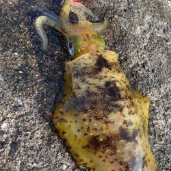 アオリイカも少し大きくなった