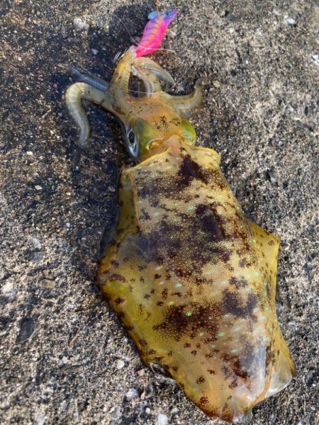 アオリイカも少し大きくなった