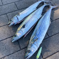 湾奥コスモ。青牙ハットトリック。。。