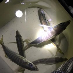 太刀魚はまだか…