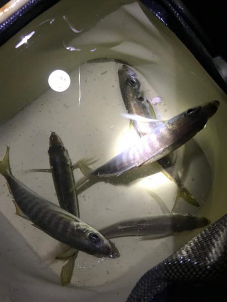 太刀魚はまだか…