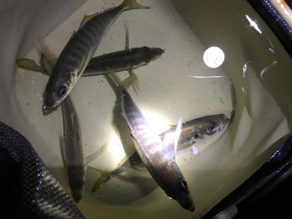 太刀魚はまだか…