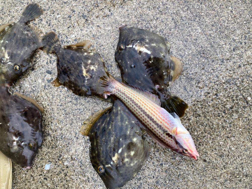 5目釣り