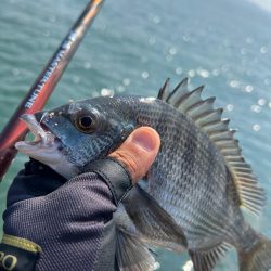 牛窓 チヌ 激シブ！？