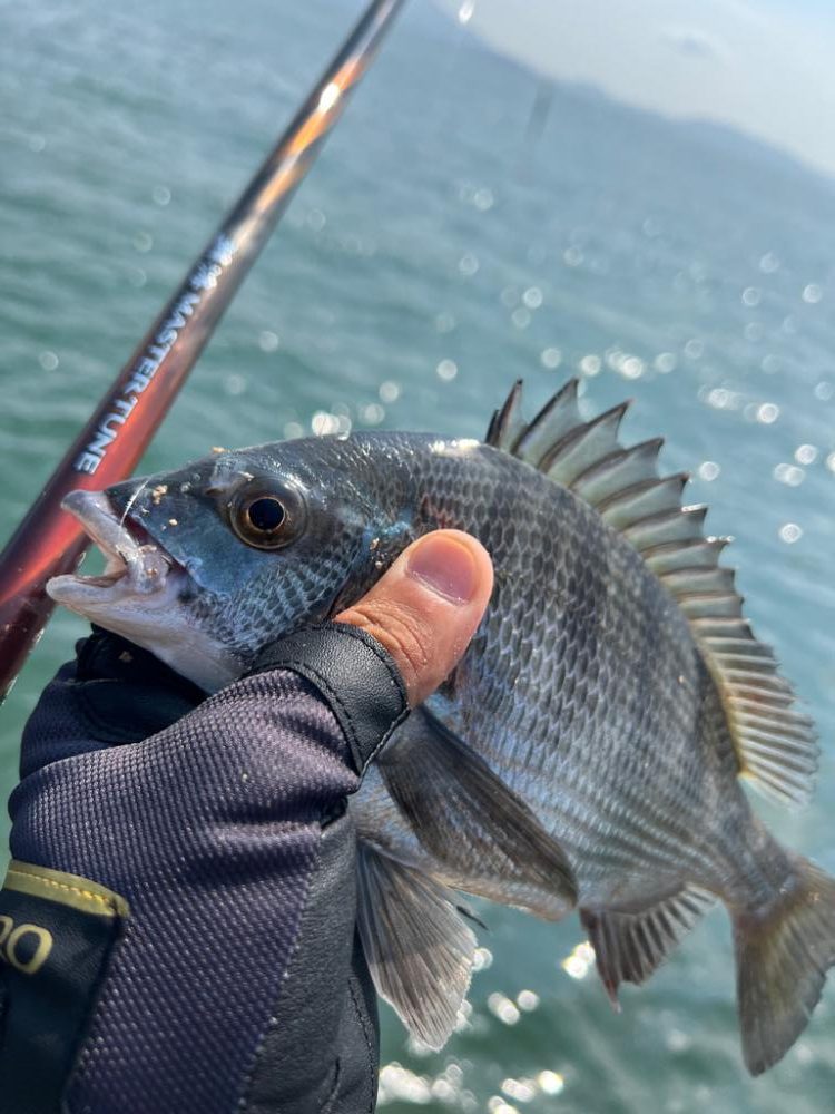 牛窓 チヌ 激シブ!?