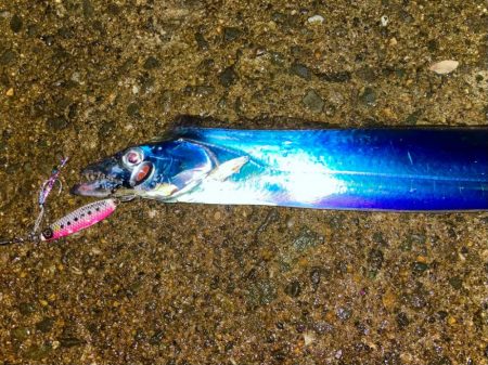 サゴシ落ち着きタチウオかにゃ！？