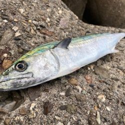 サゴシ複数安打