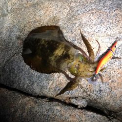 ボーズ後の嬉しい1パイ