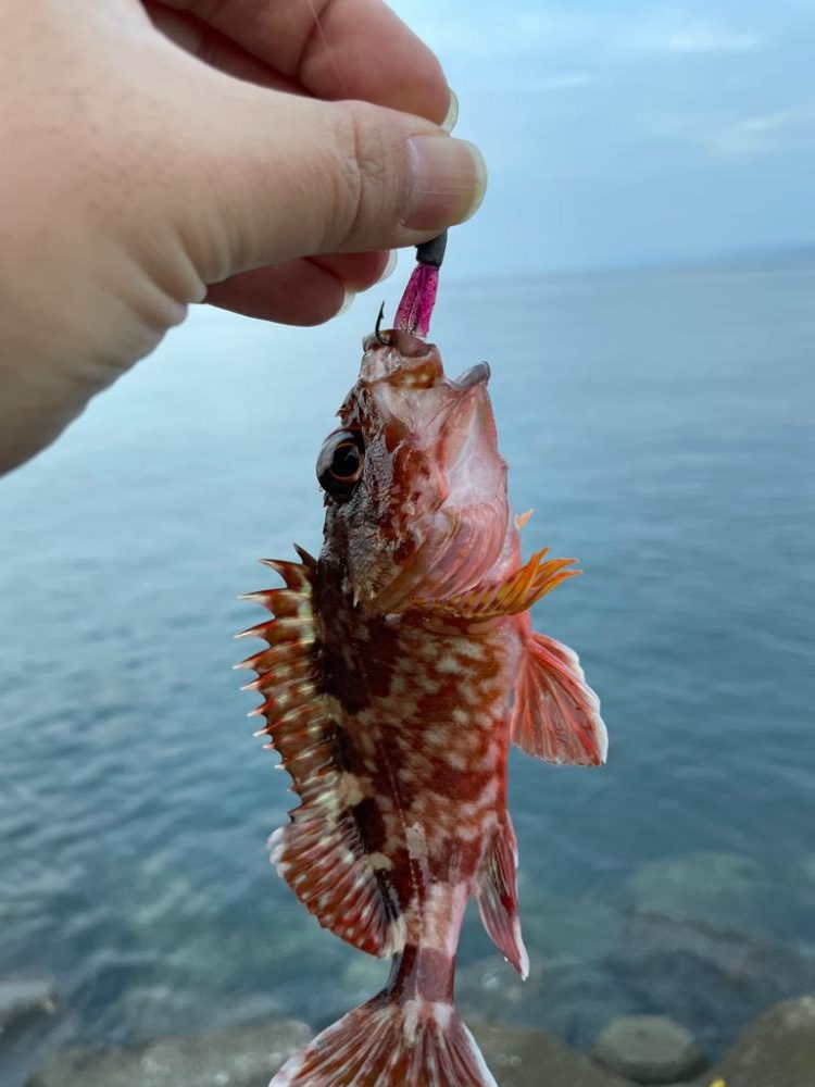 ライトゲームとタチウオ