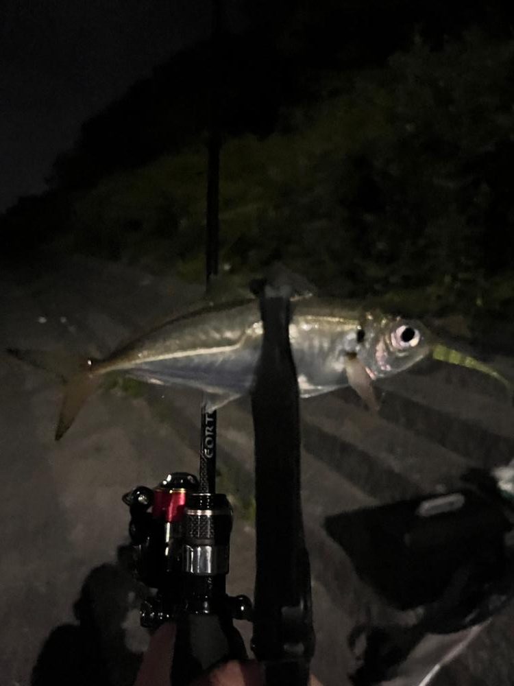 久しぶりに豆鯵以外