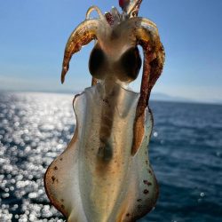 プチラッシュ！