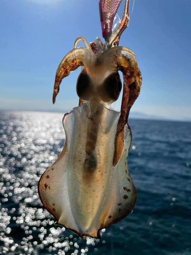 プチラッシュ！