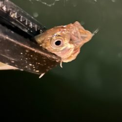 ロッドチェンジ