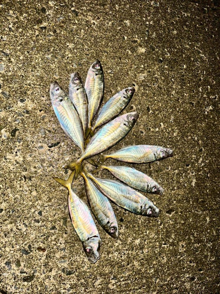 久々フロートアジング