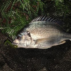 淀川のチニング