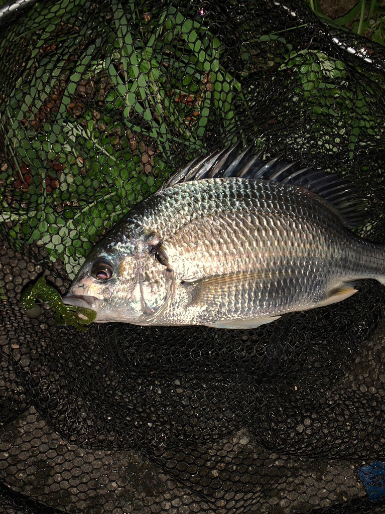 淀川のチニング