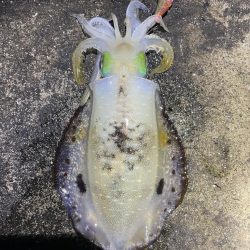 2023 佐渡ヶ島エギング 26回目【10…