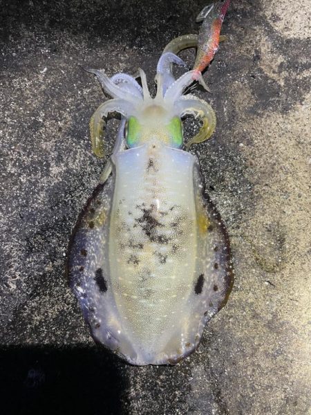 2023 佐渡ヶ島エギング 26回目【10…