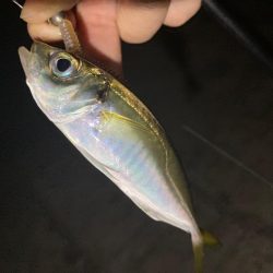 ポイントへGO！アジ・タチウオ調査！