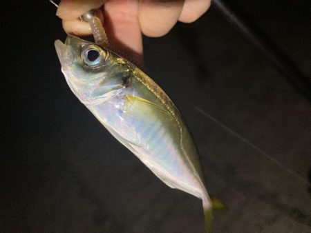 ポイントへGO！アジ・タチウオ調査！