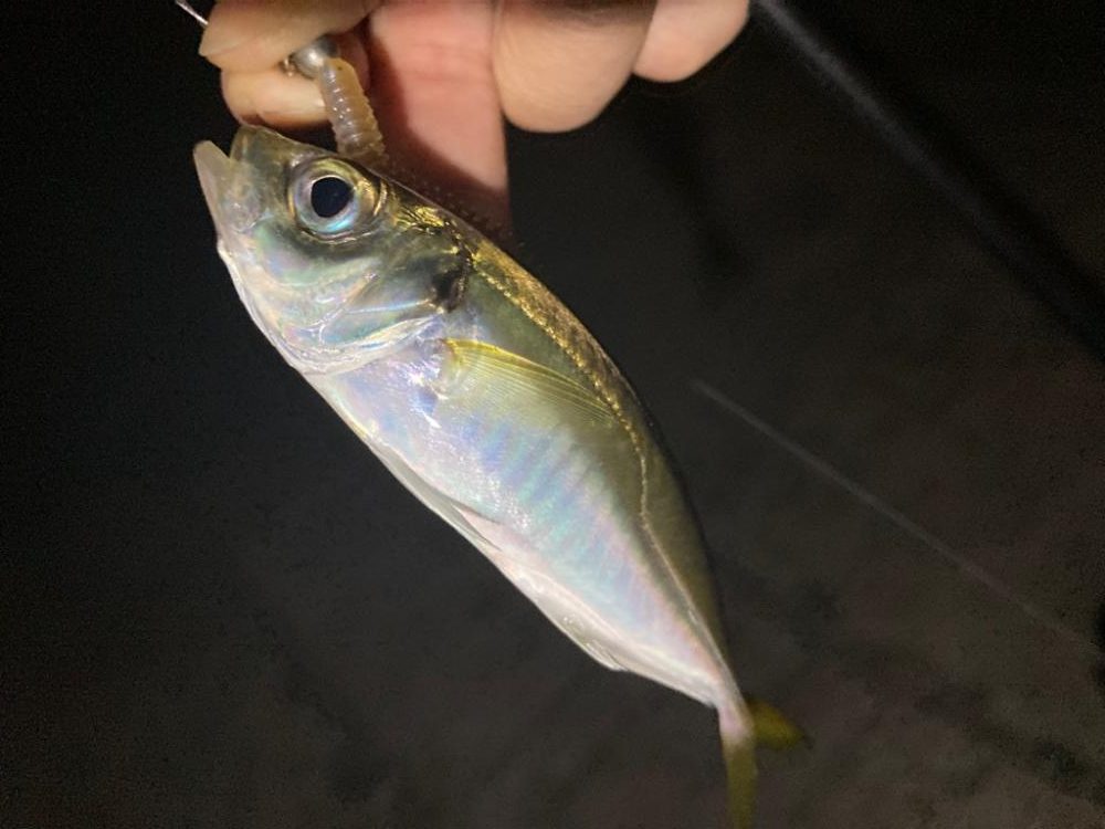 ポイントへGO！アジ・タチウオ調査！