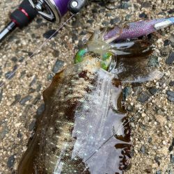 ランガンあるのみ