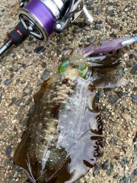 ランガンあるのみ