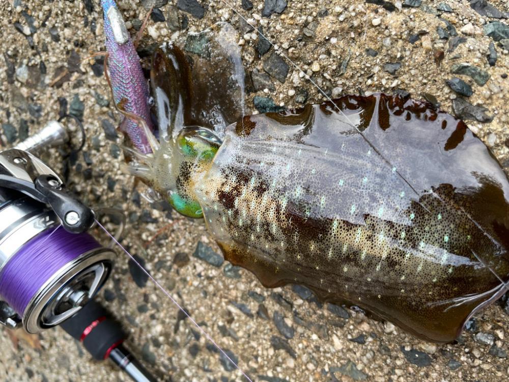 ランガンあるのみ