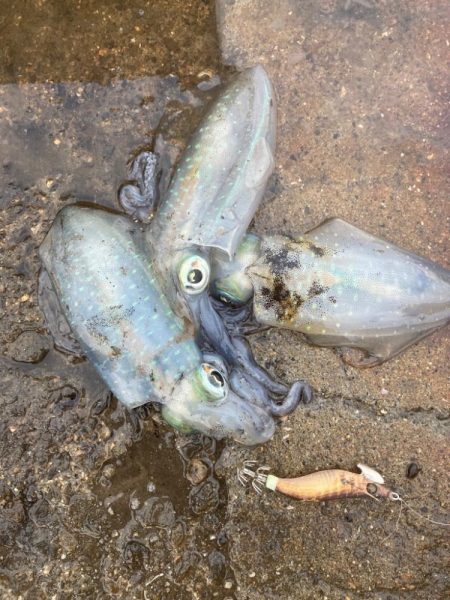 ご近所エギング