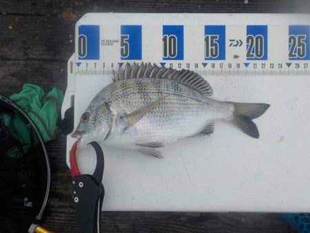 初筏かかり釣り〜舞鶴吉田たかし丸〜