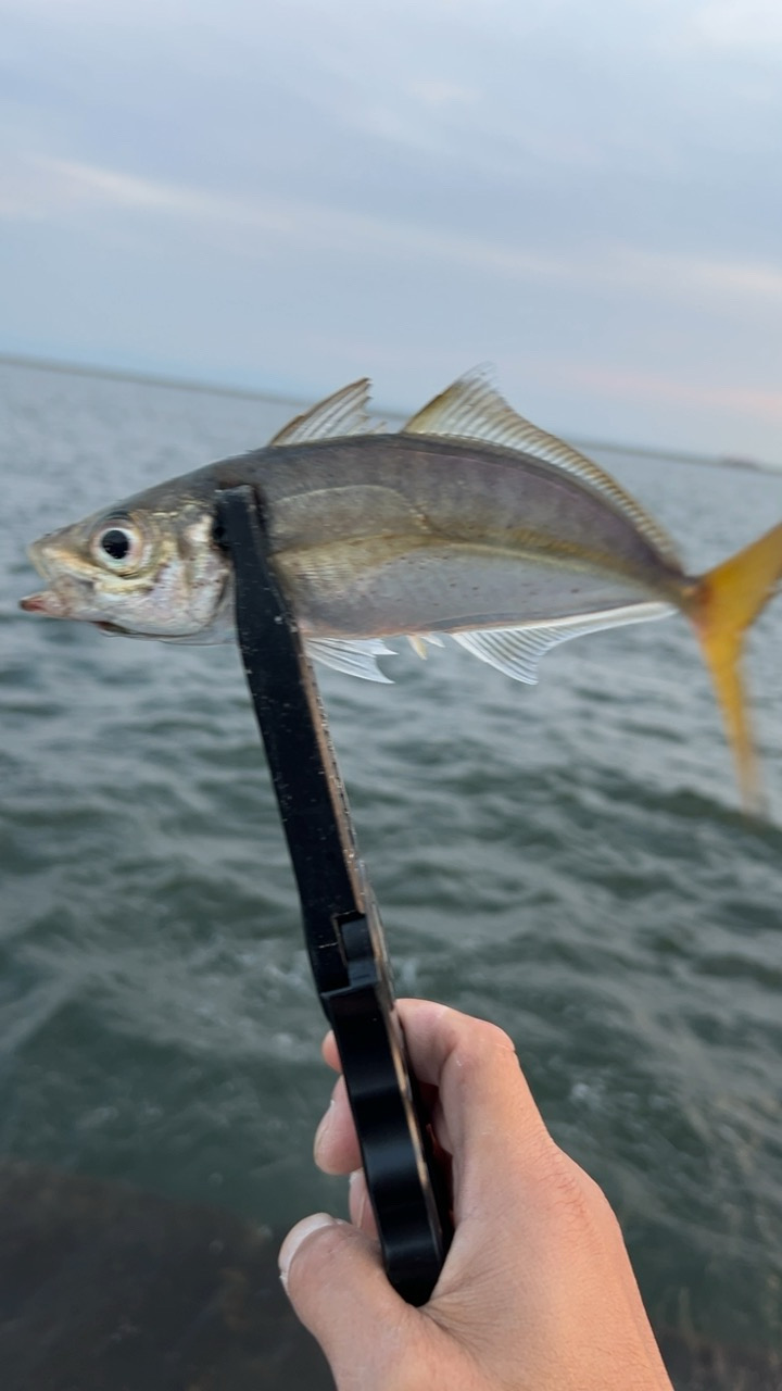 デイアジング♪