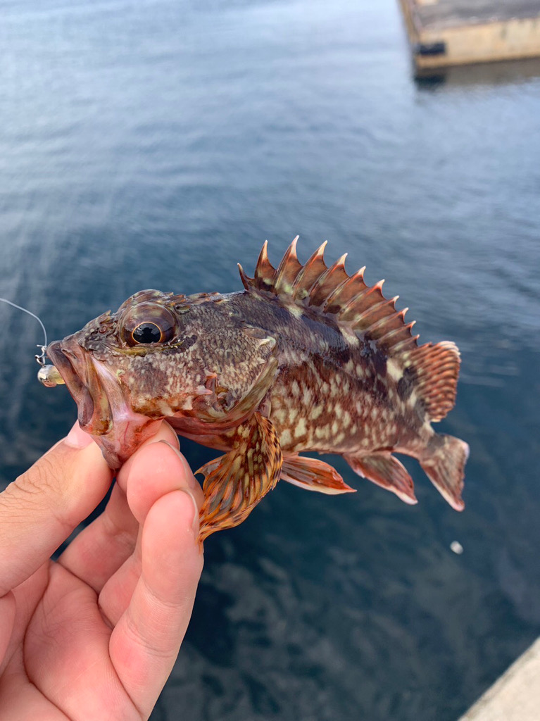 南紀のキジハタ釣り