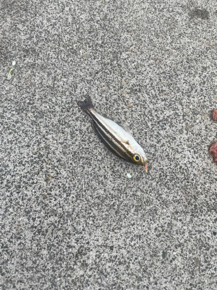 明け方のサビキは2匹のみ