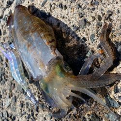 数釣りor良型？