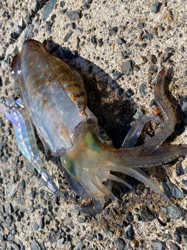 数釣りor良型？