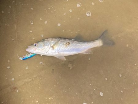 シーバスフィッシング