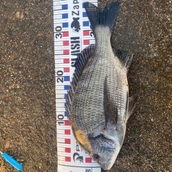 ダンゴ釣りのデビュー