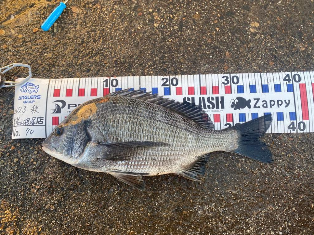 ダンゴ釣りのデビュー