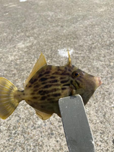 Mission Impossible:ちょ…