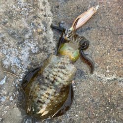 ご近所エギング