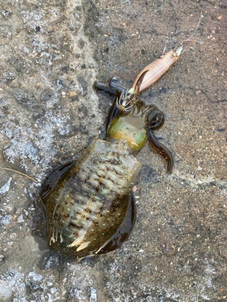 ご近所エギング