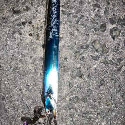 今期太刀魚1回目