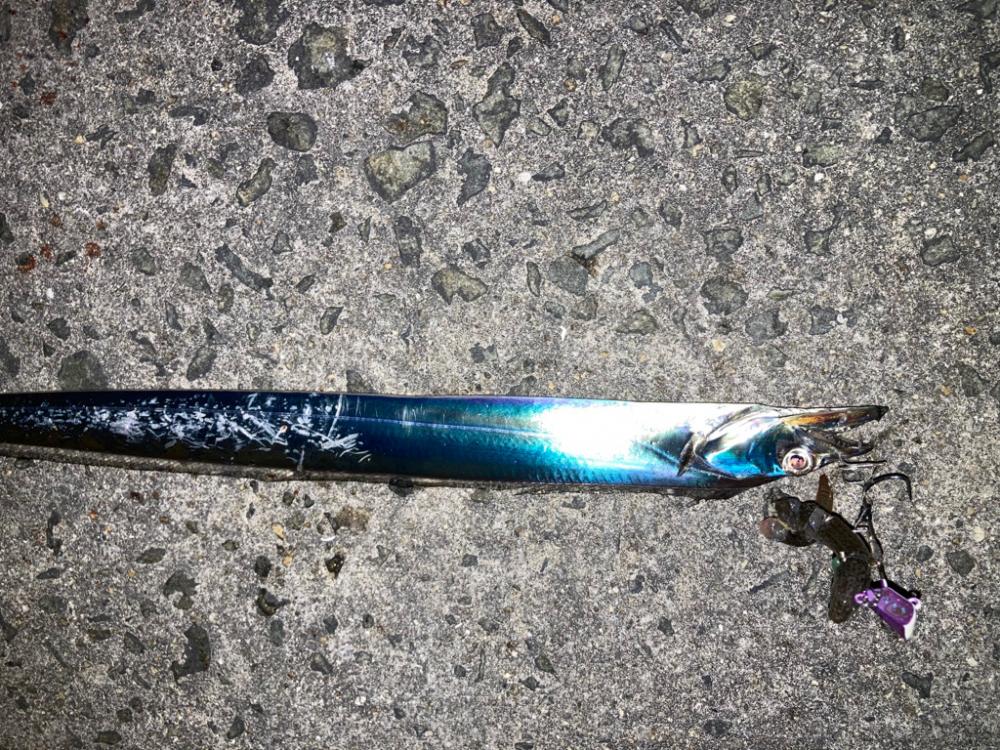 今期太刀魚1回目